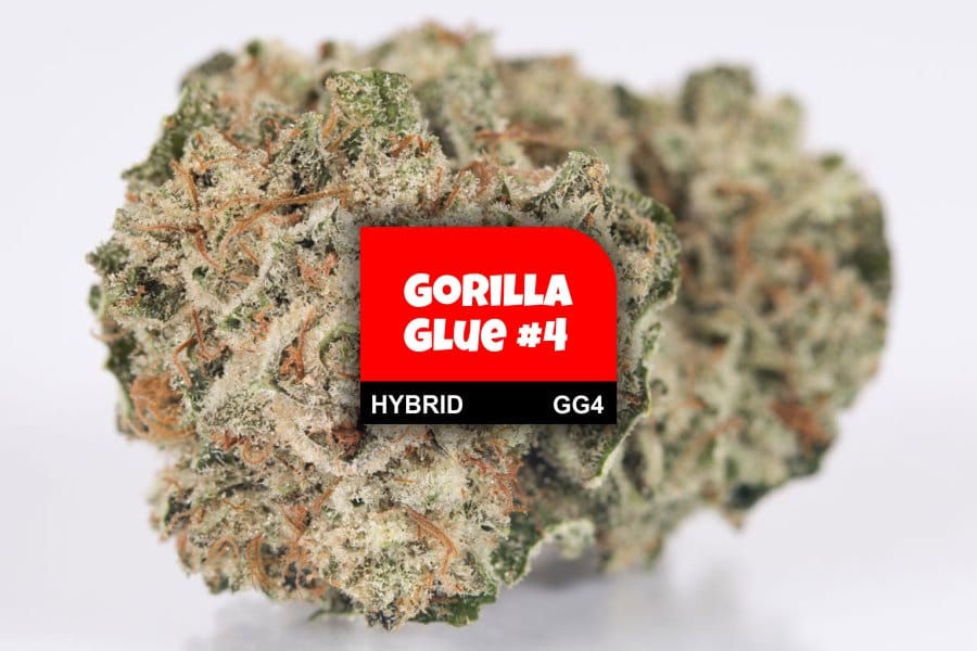 gorilla glue 4 strain side effects