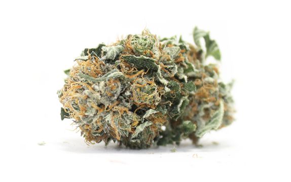 Check out the BC BIG BUD strain at cheapweed.ca cheapweed.ca BC big bud strain