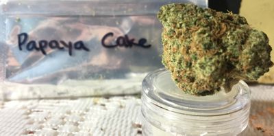 One gram of Papaya Cake from TheHighClub how-much-is-a-gram-of-weed-1-gram-bud
