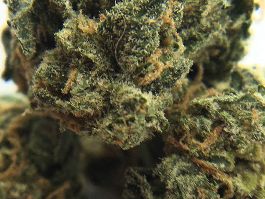 Tora Bora strain at Green God online dispensary torabora-strain-review-greengod