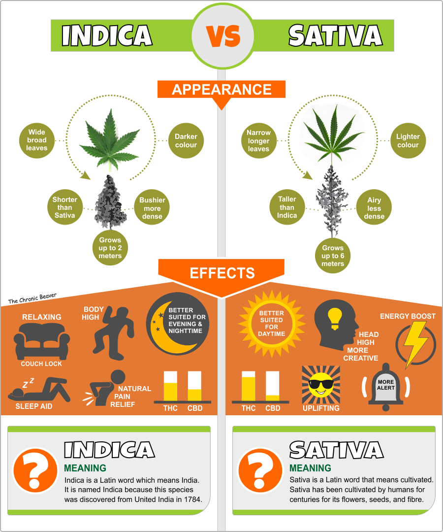 Indica vs Sativa, can you tell the difference? - The Chronic Beaver