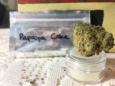 Papaya Cake Strain from The High Club
