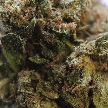 Death Star Strain Review death-star-strain-review-up-close