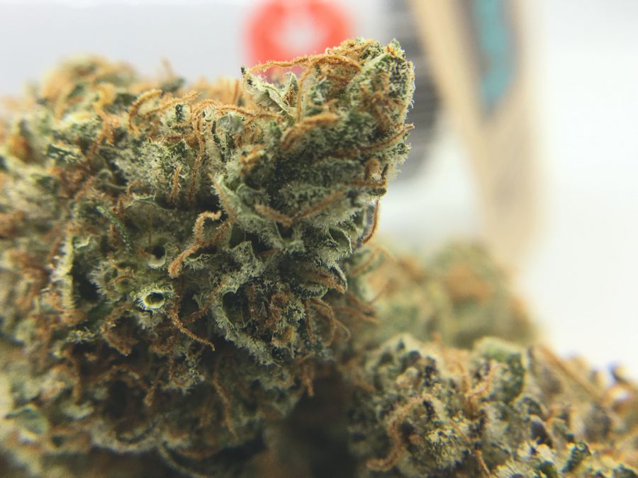 gelatostrainreviewfeature The Chronic Beaver