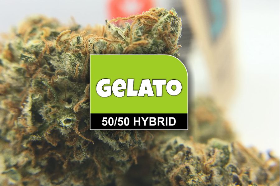 Gelato Strain Review and Ratings The Chronic Beaver