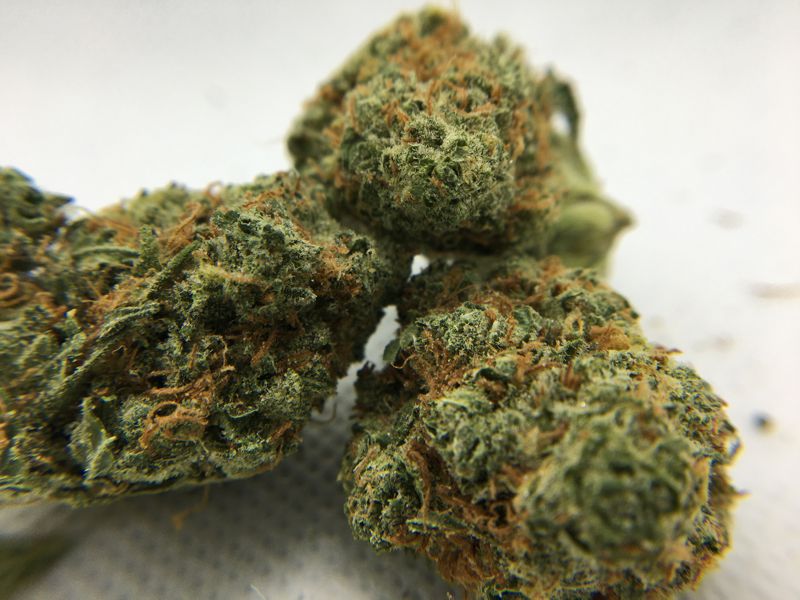 BulkBuddyReviewBlueberyCheesecakeStrain The Chronic Beaver