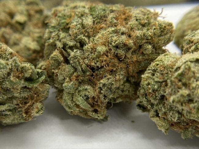 Grease Monkey Strain Review & Info - The Chronic Beaver