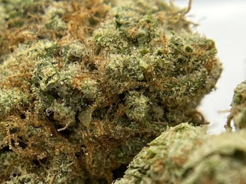 Grease Monkey Strain Review & Info - The Chronic Beaver